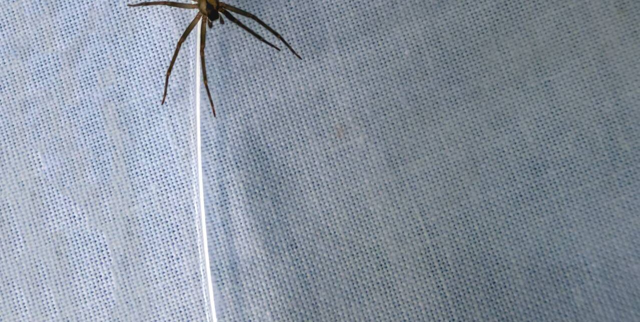 When to Worry About a Spider Bite or Snake Bite – Mother Earth News - Vimarsana News